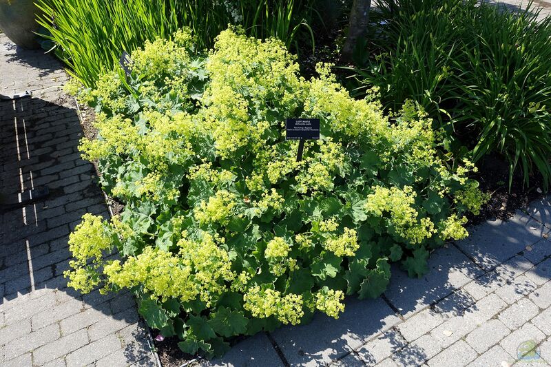 Alchemilla mollis im Garten pflanzen (Einrichtungsbeispiele mit Weicher Frauenmantel)