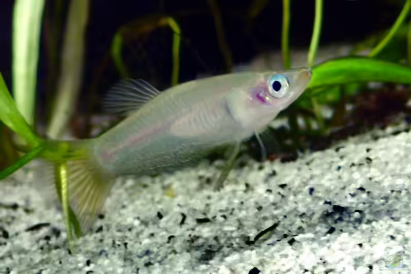 Alfaro cultratus im Aquarium halten (Einrichtungsbeispiele für Messerschwanzkärpflinge)