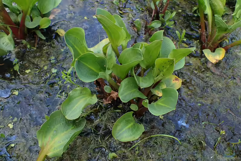 Alisma parviflorum am Gartenteich (Einrichtungsbeispiele mit Kleinblütiger Froschlöffel)