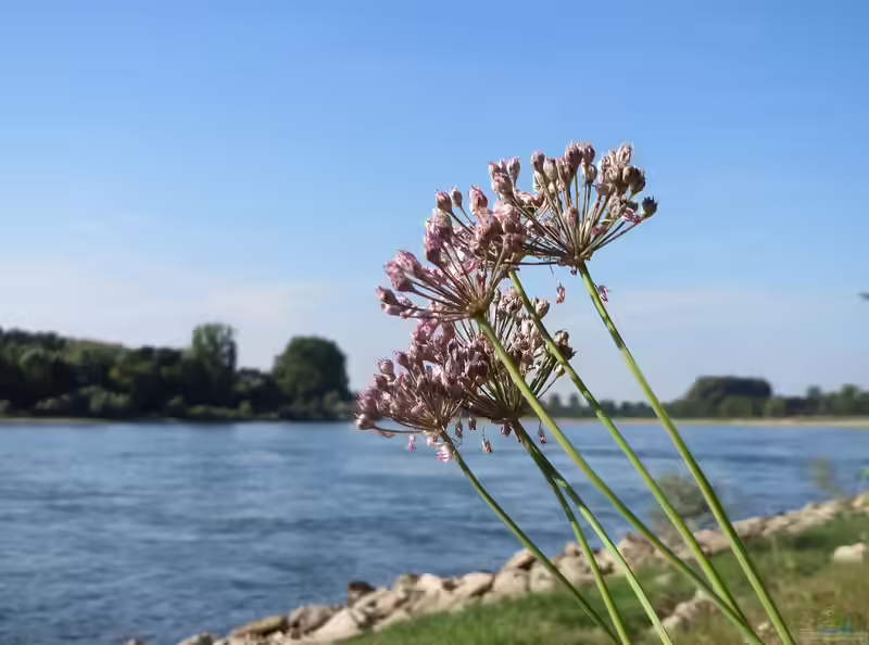 Allium angulosum am Gartenteich (Einrichtungsbeispiele mit Kantiger Lauch)