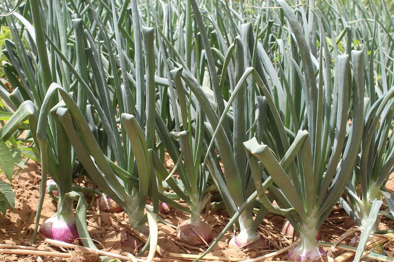 Allium cepa im Garten pflanzen (Einrichtungsbeispiele mit Gartenzwiebel)