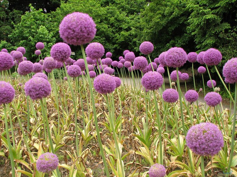 Allium giganteum im Garten pflanzen (Einrichtungsbeispiele mit Riesen-Lauch)