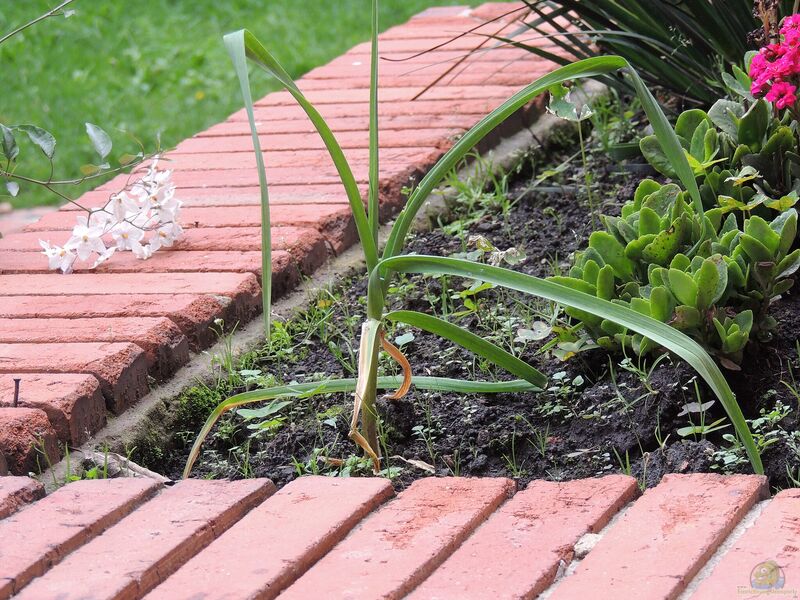 Allium sativum im Garten pflanzen (Einrichtungsbeispiele mit Knoblauch)