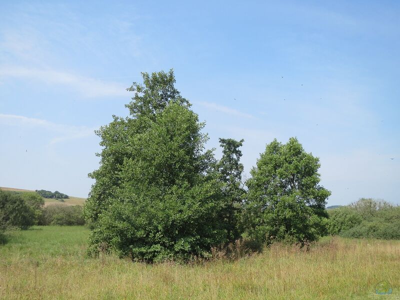 Alnus glutinosa im Garten pflanzen (Einrichtungsbeispiele mit Schwarz-Erle)