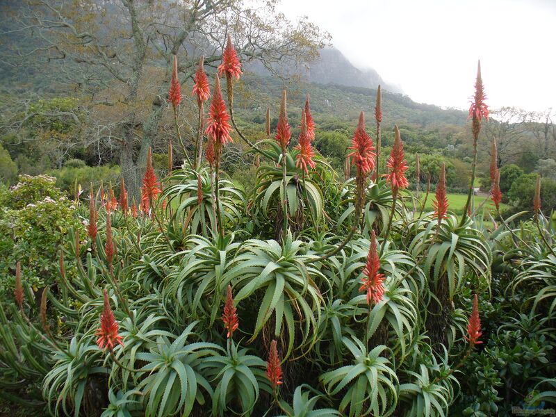 Aloe arborescens im Garten pflanzen (Einrichtungsbeispiele mit Baum-Aloe)