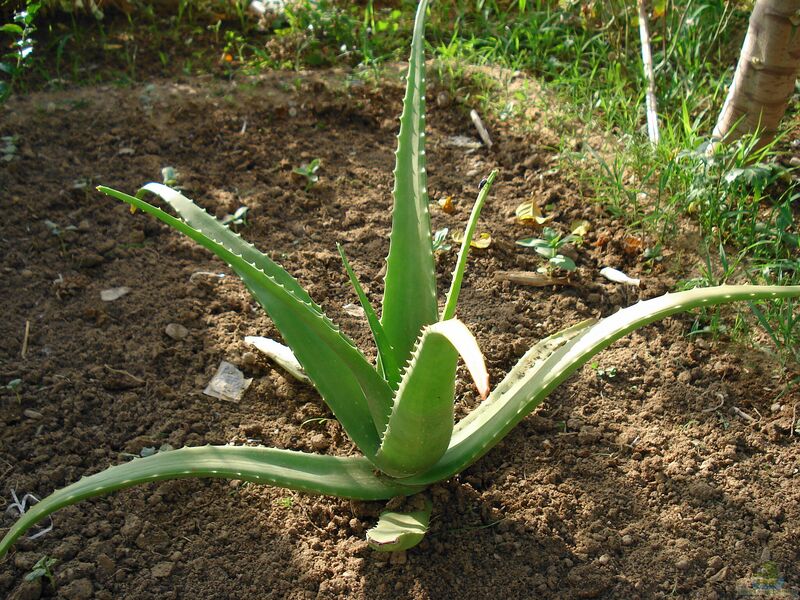 Aloe vera im Garten pflanzen (Einrichtungsbeispiele mit Echte Aloe)