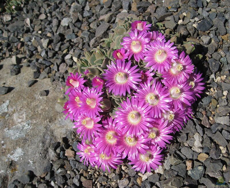 Aloinopsis spathulata im Garten pflanzen (Einrichtungsbeispiele mit Aloinopsis spathulata)