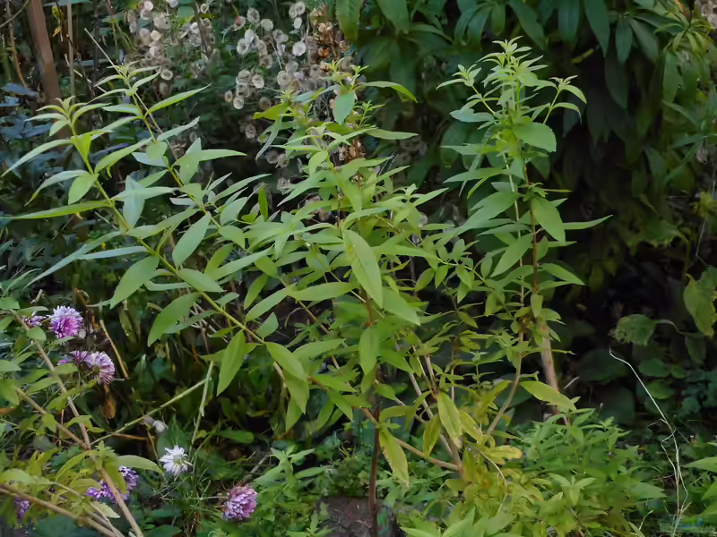 Aloysia citrodora am Gartenteich (Einrichtungsbeispiele mit Zitronenverbene)