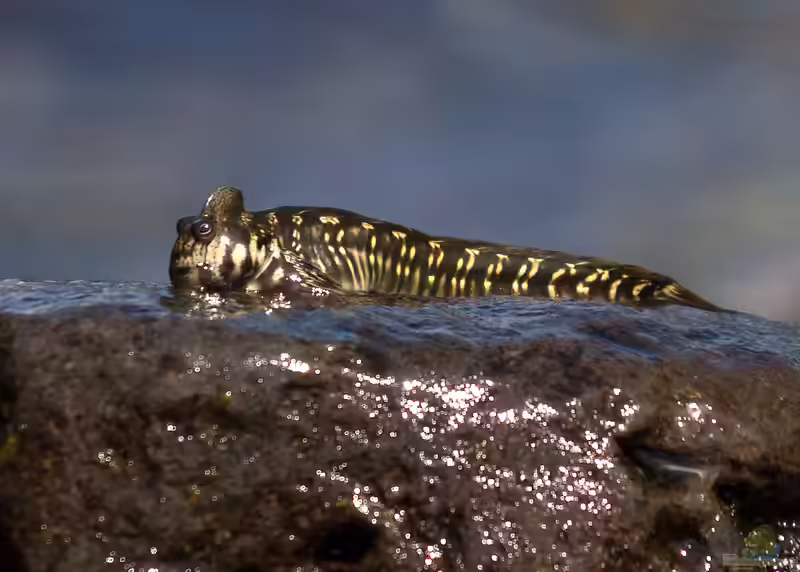 Alticus anjouanae im Aquarium halten (Einrichtungsbeispiele für Kammzahnschleimfisch)