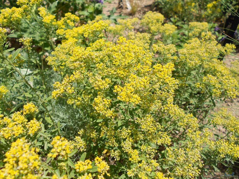 Alyssum markgrafii im Garten pflanzen (Einrichtungsbeispiele mit Holziges Steinkraut)