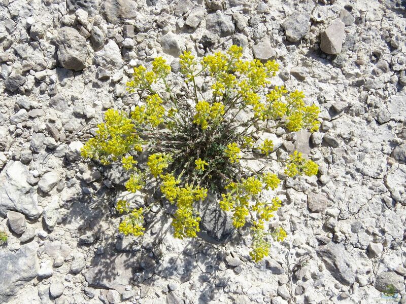 Alyssum serpyllifolium im Garten pflanzen (Einrichtungsbeispiele mit Kleinblättriges Steinkraut)