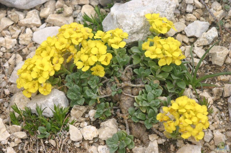 Alyssum wulfenianum im Garten pflanzen (Einrichtungsbeispiele mit Wulfen-Steinkraut)