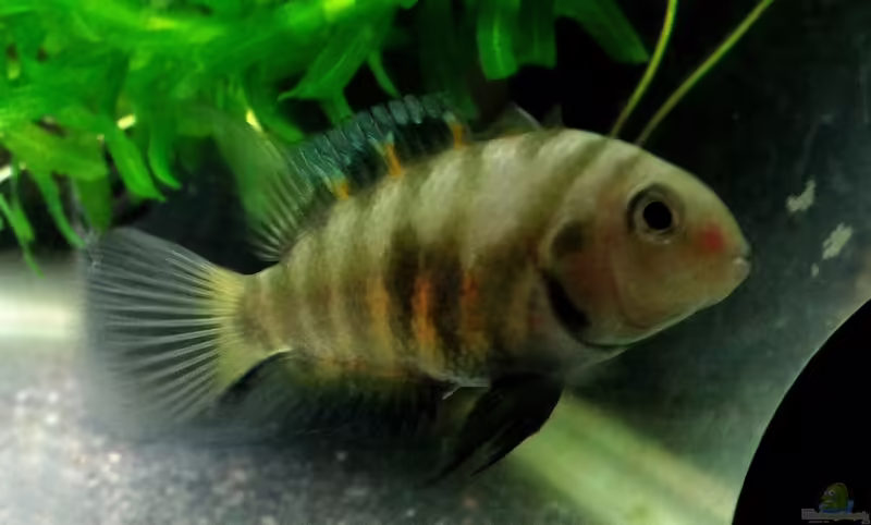 Amatitlania septemfasciata im Aquarium halten (Einrichtungsbeispiele für Siebenstreifen-Buntbarsch)