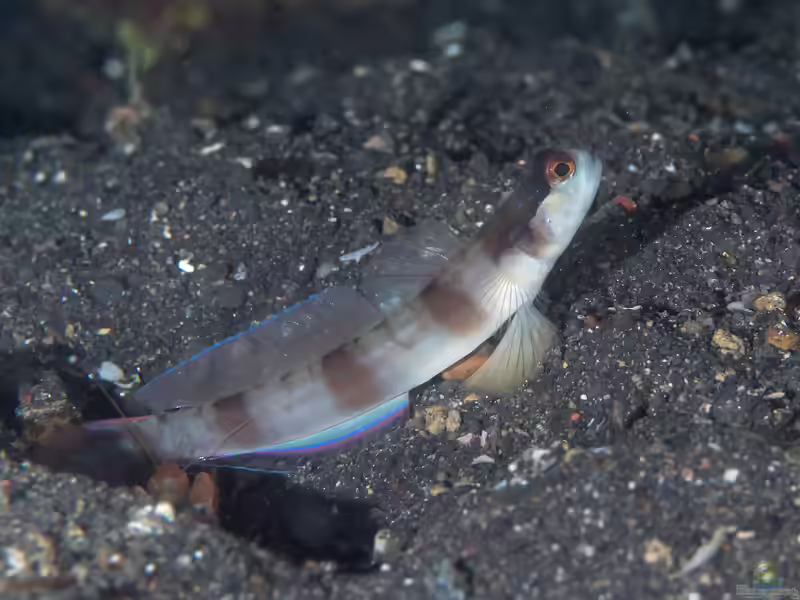 Amblyeleotris gymnocephala im Aquarium halten (Einrichtungsbeispiele für Masken-Grundel)
