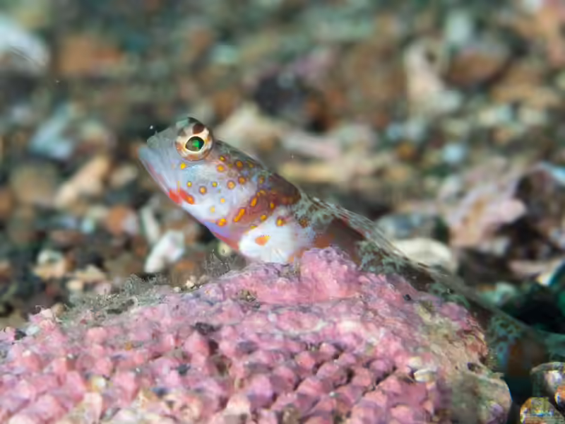 Amblyeleotris periophthalma im Aquarium halten (Einrichtungsbeispiele für Dickaugen-Wächtergrundel)