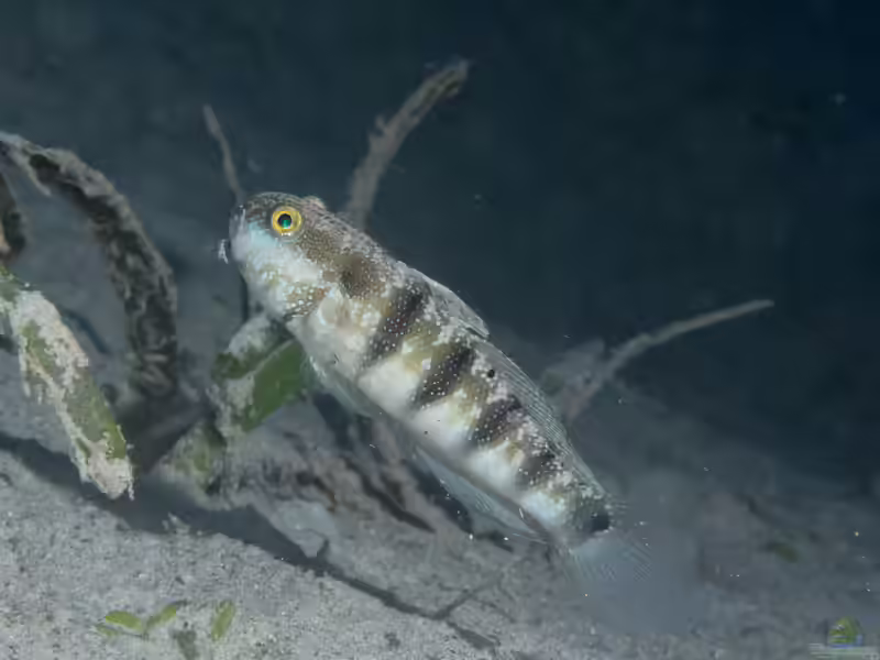 Amblygobius sphynx im Aquarium halten (Einrichtungsbeispiele für Sphinx-Baggergrundel)