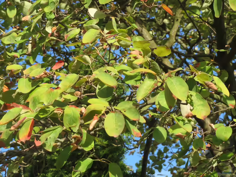 Amelanchier lamarckii im Garten pflanzen (Einrichtungsbeispiele mit Kupfer-Felsenbirne)
