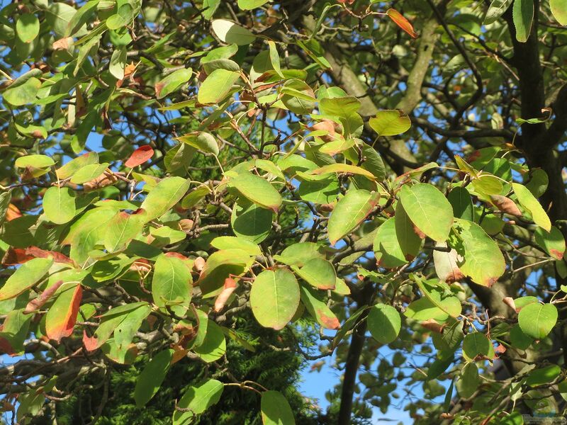 Amelanchier lamarckii im Garten pflanzen (Einrichtungsbeispiele mit Kupfer-Felsenbirne)