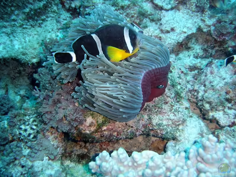 Aquarien mit Amphiprion chrysogaster (Mauritius-Anemonenfisch)