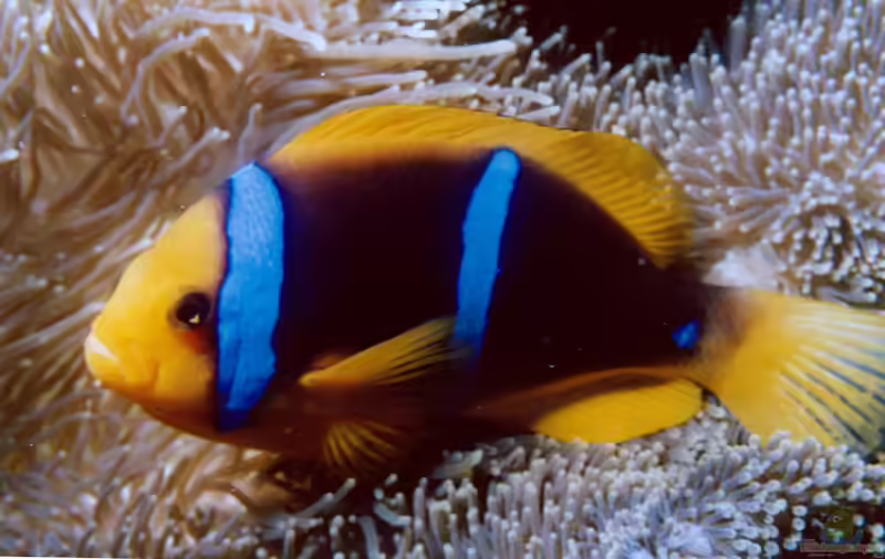 Amphiprion chrysopterus im Aquarium halten (Einrichtungsbeispiele für Orangeflossen-Anemonenfisch)