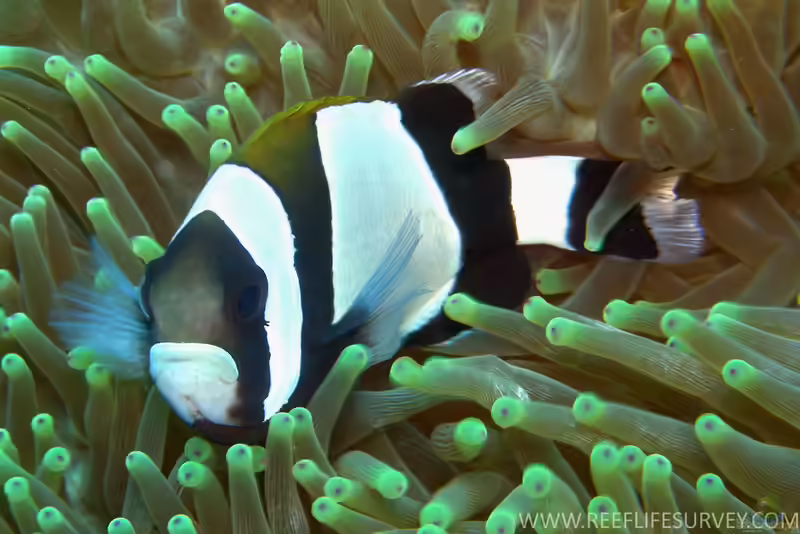 Amphiprion latezonatus im Aquarium halten (Einrichtungsbeispiele für Weissband-Anemonenfisch)