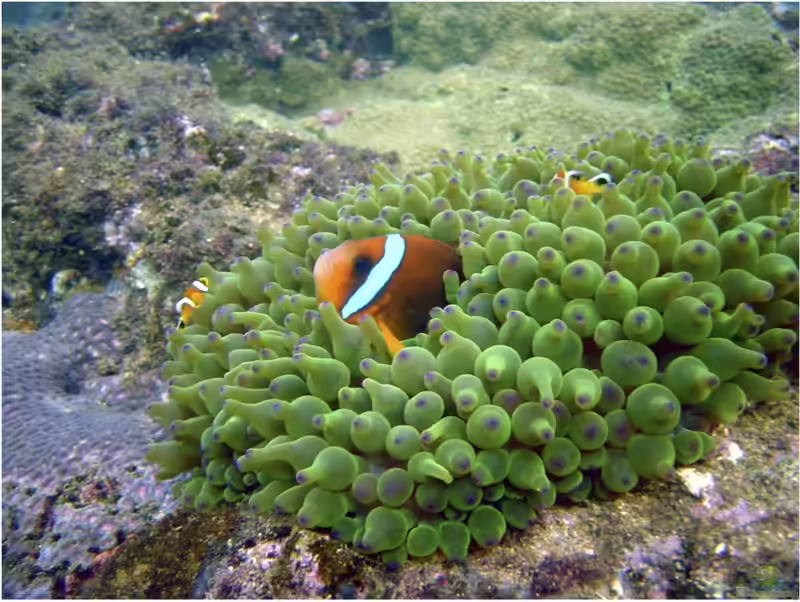 Amphiprion omanensis im Aquarium halten (Einrichtungsbeispiele für Oman Anemonenfisch)
