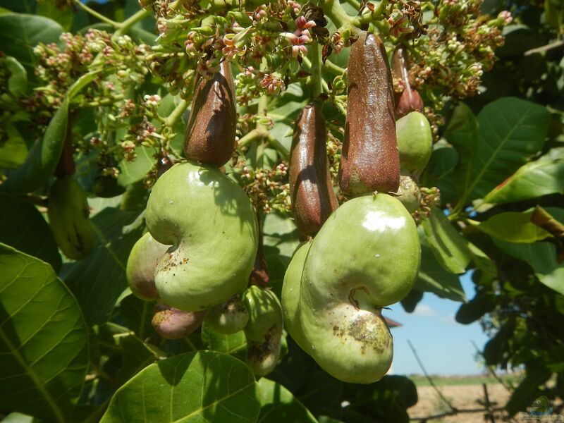 Anacardium occidentale im Garten pflanzen (Einrichtungsbeispiele mit Cashew)