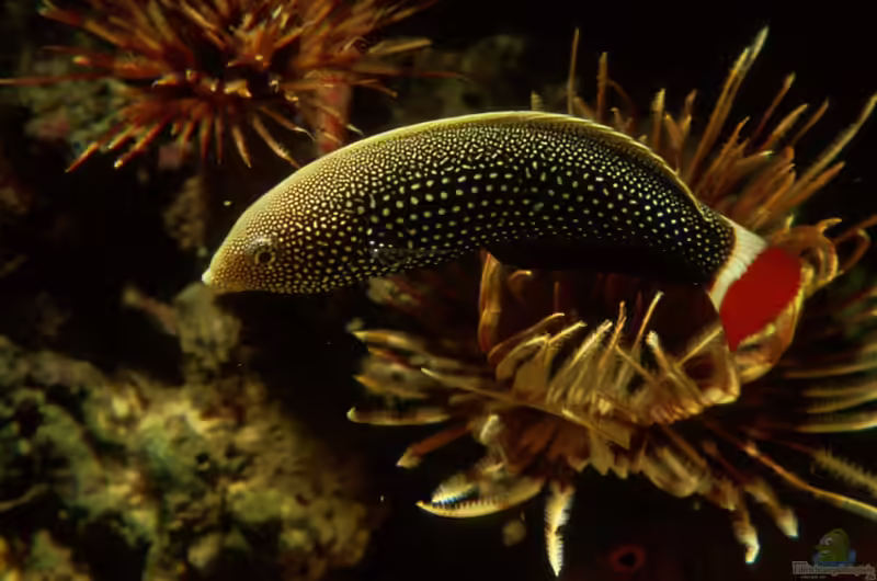 Anampses chrysocephalus im Aquarium halten (Einrichtungsbeispiele für Perlenketten-Junker)
