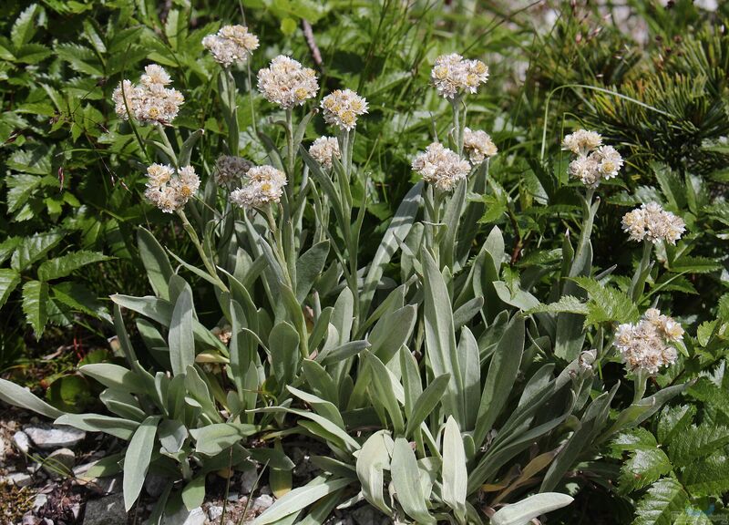 Anaphalis alpicola im Garten pflanzen (Einrichtungsbeispiele mit Alpen-Perlkörbchen)