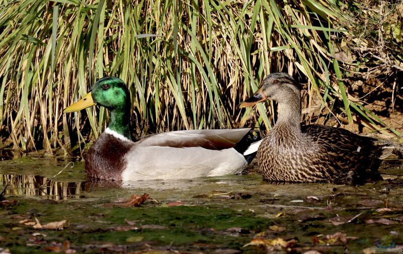 Anas platyrhynchos am Gartenteich (Einrichtungsbeispiele mit Stockente)