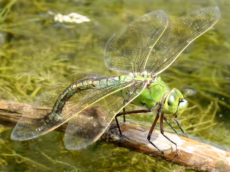 Anax imperator im Garten (Einrichtungsbeispiele mit Große Königslibelle)