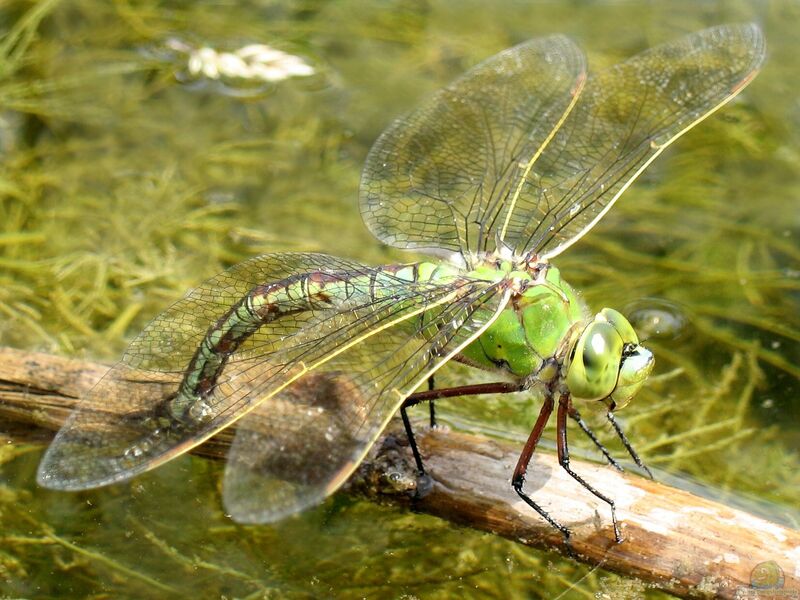 Anax imperator im Garten (Einrichtungsbeispiele mit Große Königslibelle)