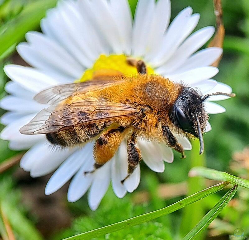 Andrena im Garten (Einrichtungsbeispiele mit Sandbiene)