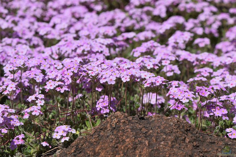 Androsace sarmentosa im Garten pflanzen (Einrichtungsbeispiele mit Himalaya-Mannsschild)