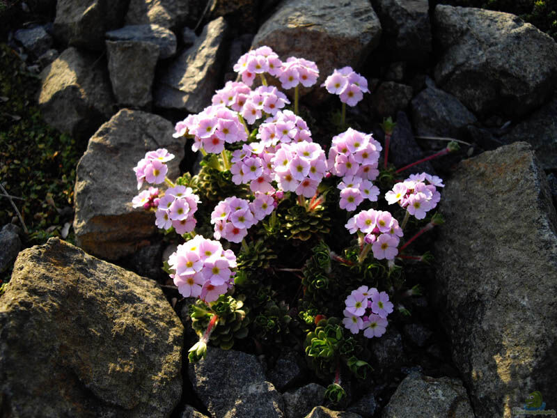 Androsace sempervivoides im Garten pflanzen (Einrichtungsbeispiele mit Kleiner Tibet-Mannschild)