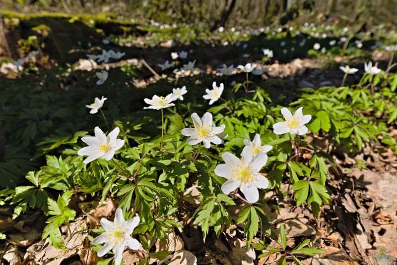 Anemone nemorosa im Garten pflanzen (Einrichtungsbeispiele mit Busch-Windröschen)