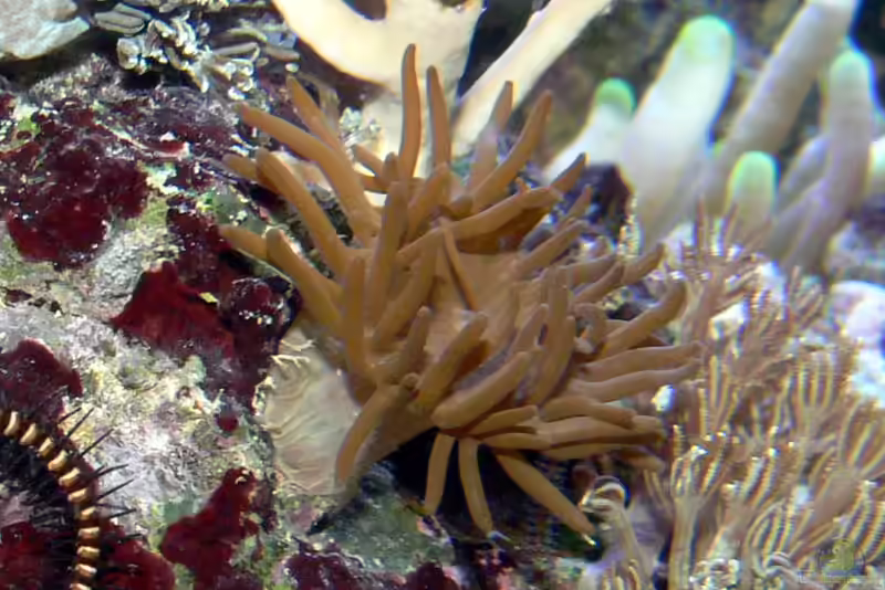 Anemonia manjano im Aquarium halten (Einrichtungsbeispiele für Feueranemone)