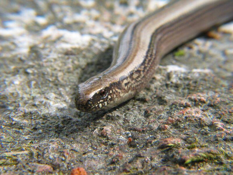 Anguis fragilis im Garten (Einrichtungsbeispiele mit Blindschleichen)