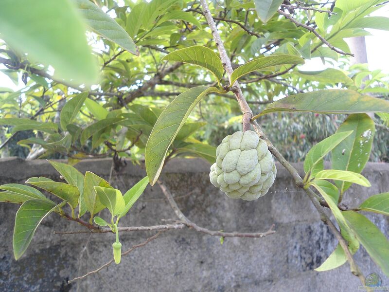 Annona cherimola im Garten pflanzen (Einrichtungsbeispiele mit Cherimoya)