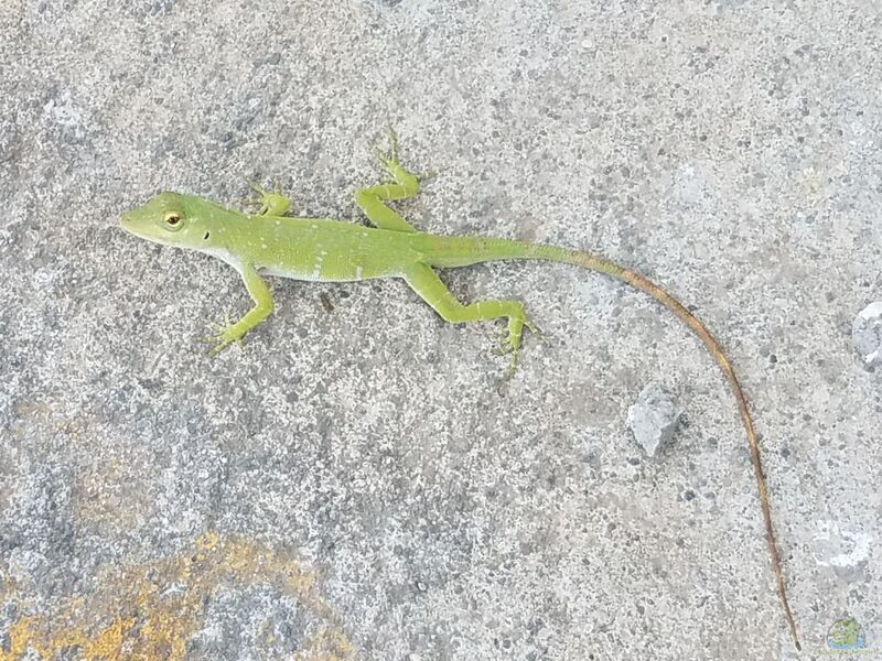 Anolis biporcatus im Terrarium halten (Eirichtungsbeispiele für Grüner Baumanolis)