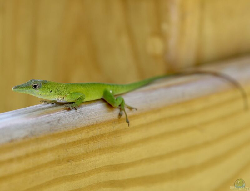 Anolis chlorocyanu im Terrarium halten (Einrichtungsbeispiele mit Tiburon-Grünanole)