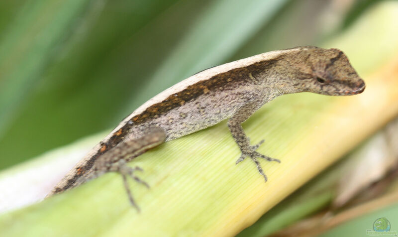 Anolis cupreus im Terrarium halten (Eirichtungsbeispiele für Kupferanolis)