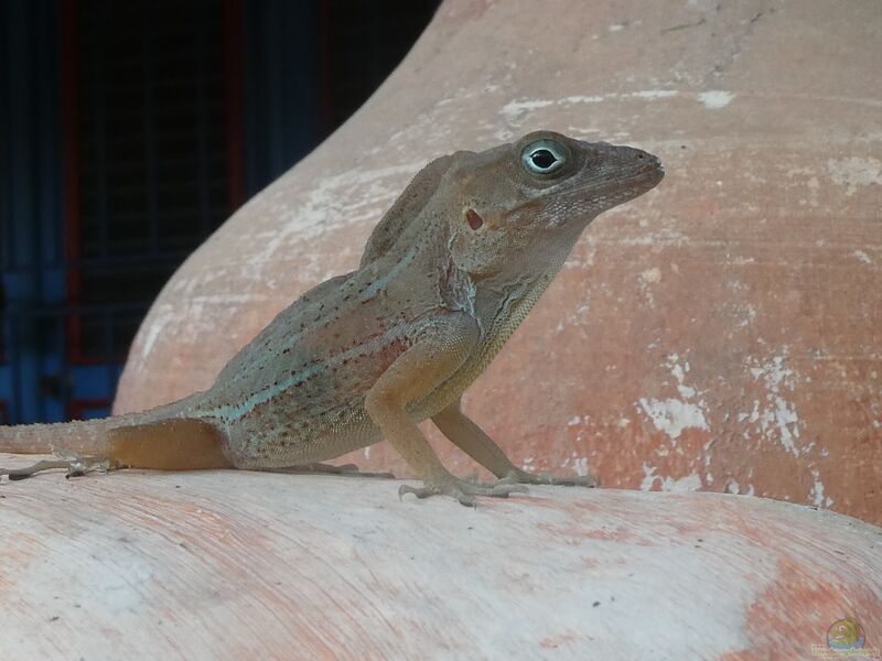 Anolis cybotes im Terrarium halten (Einrichtungsbeispiele für Stummelanolis)