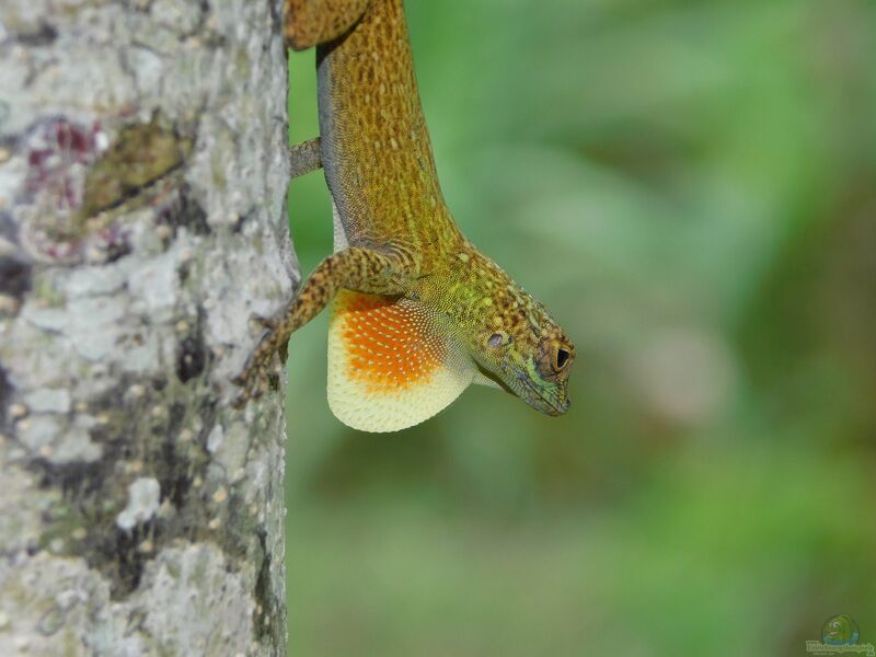 Anolis distichus im Terrarium halten (Einrichtungsbeispiele mit Halsbandanolis)