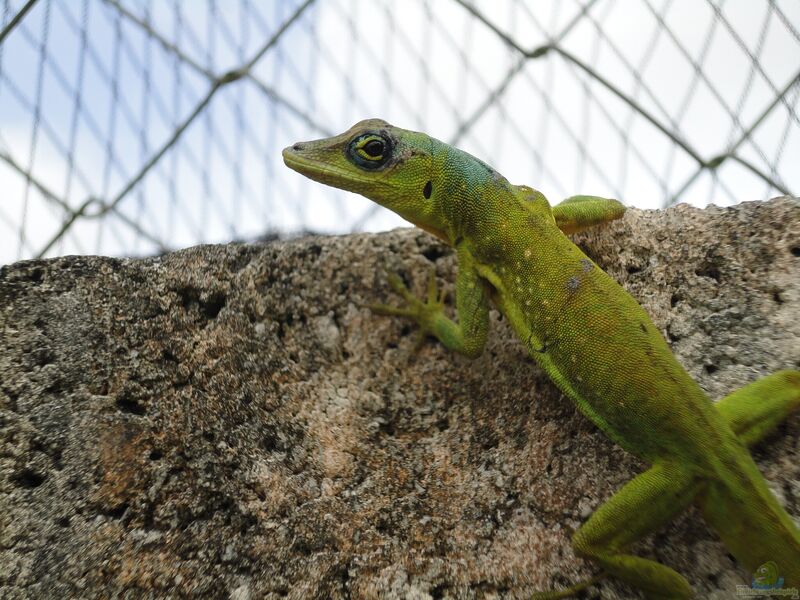 Anolis extremus im Terrarium halten (Einrichtungsbeispiele für Barbados-Anolis)