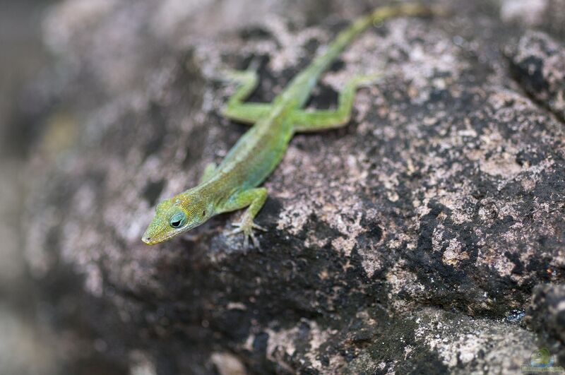 Anolis marmoratus im Terrarium halten (Einrichtungsbeispiele mit Leoparden-Anolis)