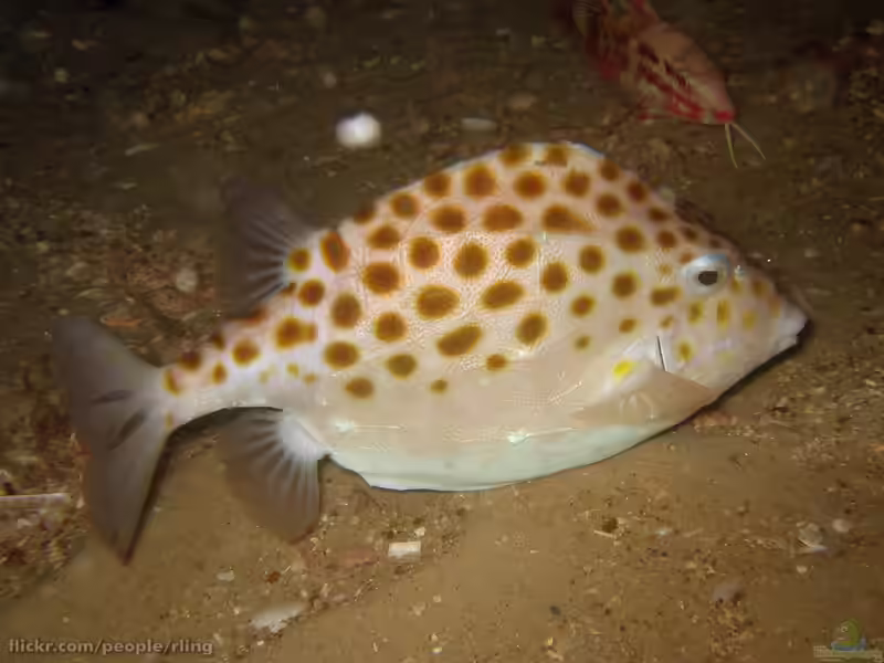 Anoplocapros inermis im Aquarium halten (Einrichtungsbeispiele für Gefleckter Kofferfisch)