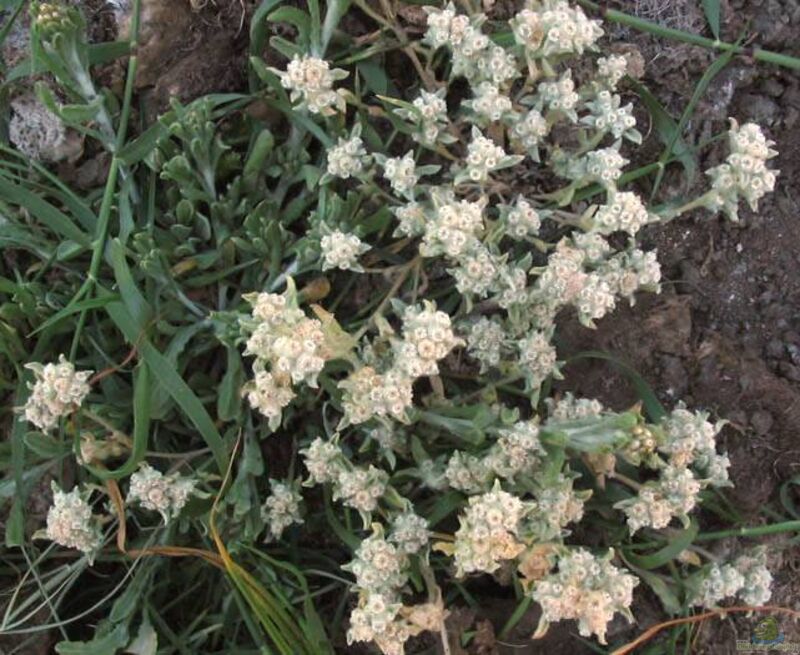 Antennaria dioica im Garten pflanzen (Einrichtungsbeispiele mit Gewöhnliches Katzenpfötchen)