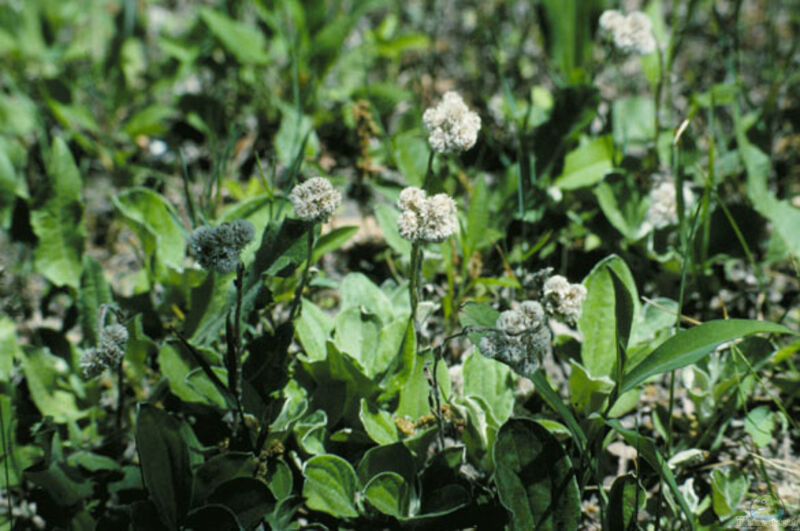 Antennaria plantaginifolia im Garten pflanzen (Einrichtungsbeispiele mit Wegerichblättriges Katzenpfötchen)