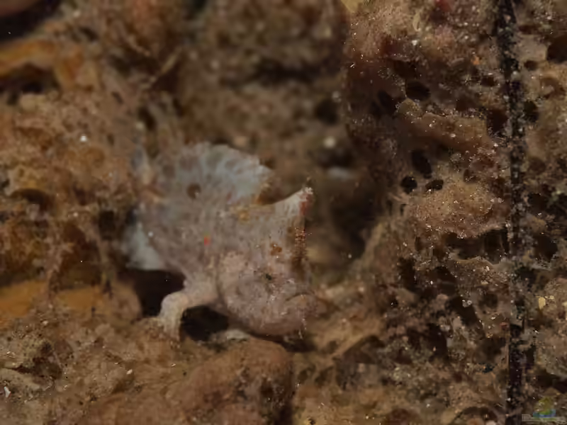 Antennarius randalli im Aquarium halten (Einrichtungsbeispiele für Randalls Anglerfisch)